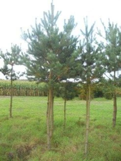 Grove Den (Pinus Sylvestris) -Planten Verkoopwinkel pinus sylvestris opstam 20 25 1 1