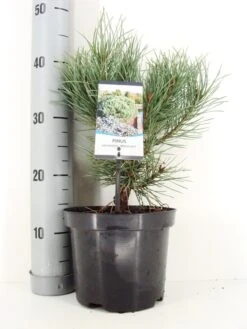Grove Den (Pinus Sylvestris 'Watereri') -Planten Verkoopwinkel pinus sylvestris watereri c3 m 1