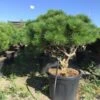Meerstammige Japanse Pijnboom (Pinus Parviflora 'Brevifolia') -Planten Verkoopwinkel pinusbrevifoliameerstammig01 2