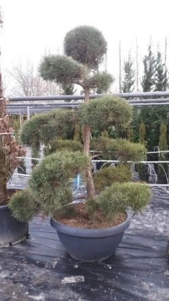 Grove Den Als Bonsai (Pinus Sylvestris) -Planten Verkoopwinkel pinussylvestrisbonsai01