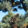 Bergden (Pinus Strobus 'Radiata') -Planten Verkoopwinkel pisradia 5