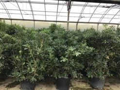 Australische Laurier (Pittosporum Tobira) -Planten Verkoopwinkel pittosporum