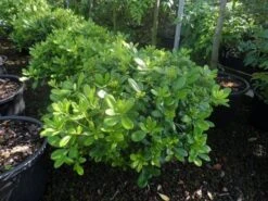 Australische Laurier (Pittosporum Tobira 'Nanum') -Planten Verkoopwinkel pittosporum tobira nanum c10