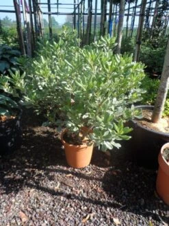Australische Laurier (Pittosporum Tobira 'Variegatum') -Planten Verkoopwinkel pittosporum tobira variegatum c10