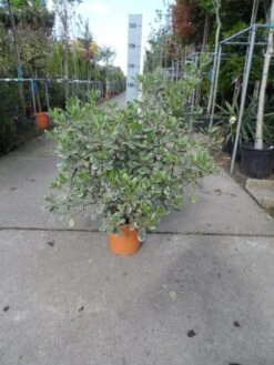 Australische Laurier (Pittosporum Tobira 'Variegatum') -Planten Verkoopwinkel pittosporum tobira variegatum c10