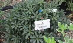Australische Laurier (Pittosporum Tobira 'Nanum') -Planten Verkoopwinkel pittosprum tobira nanum