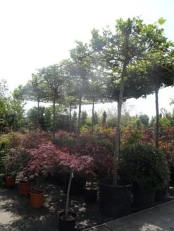 Dakplataan (Platanus Hispanica ) -Planten Verkoopwinkel platanus acerifolia 20 25ho cont. dakvorm extra