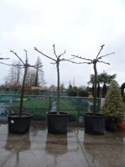 Dakplataan (Platanus Hispanica ) -Planten Verkoopwinkel platanus acerifolia 25 30 35 dakvorm 1