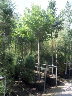 Bolplataan (Platanus 'Alphen's Globe') -Planten Verkoopwinkel platanus acerifolia alphen s globe 12 14ho cont. 1