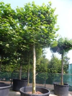 Leiplataan (Platanus Hispanica) -Planten Verkoopwinkel platanus acerifolia leivorm 40 50ho c1000