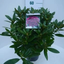 Rhododendron (Rhododendron 'Polarnacht') -Planten Verkoopwinkel polarnacht c5 zij 2