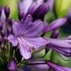 Afrikaanse Lelie (Agapanthus 'Poppin Purple') -Planten Verkoopwinkel poppinpurple01