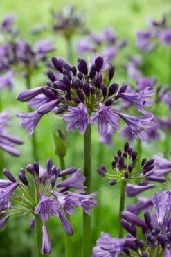 Afrikaanse Lelie (Agapanthus 'Poppin Purple') -Planten Verkoopwinkel poppinpurple03