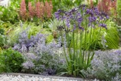 Afrikaanse Lelie (Agapanthus 'Poppin Purple') -Planten Verkoopwinkel poppinpurple05