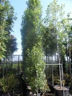 Italiaanse Populier (Populus Nigra 'Italica') -Planten Verkoopwinkel populus nigra italica 400 500 600 16 18 20 25