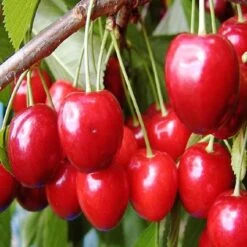 Kersenboom (Prunus Avium 'Hedelfinger Riesenkirsche') -Planten Verkoopwinkel prahries 3