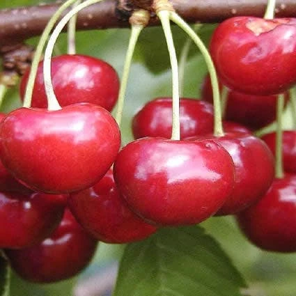 Kersenboom (Prunus Avium 'Regina') 1 Kersenboom (Prunus Avium 'Regina')