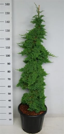 Jeneverbes (Juniperus Procumbens 'Nana') -Planten Verkoopwinkel procumbensnana100 125