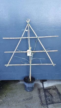 Uitgelichte producten -Planten Verkoopwinkel pruim lei 1 15