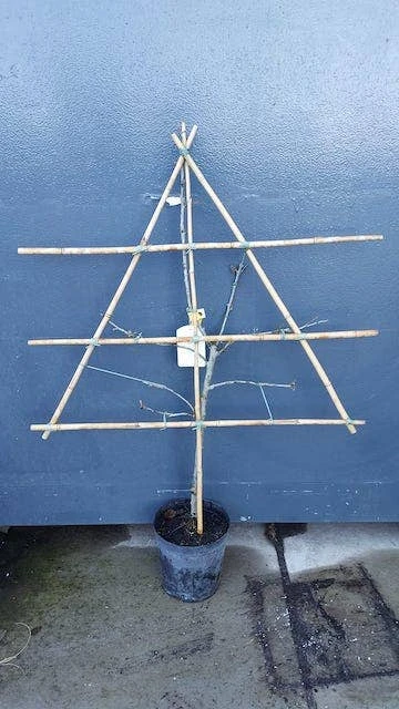 Lei-Pruim (Prunus Domestica 'Damson') 2 Lei-Pruim (Prunus Domestica 'Damson') - Afbeelding 2