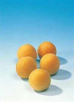 Pruimenboom (Prunus Domestica 'Mirabelle De Nancy') 5 Pruimenboom (Prunus Domestica 'Mirabelle De Nancy') -Planten Verkoopwinkel pruim mirabelle de nancy