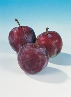 Pruimenboom (Prunus Domestica 'Opal') -Planten Verkoopwinkel pruim opal 1