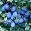 Lei-Pruim (Prunus Domestica 'Damson') -Planten Verkoopwinkel prunud damson 1