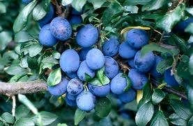 Lei-Pruim (Prunus Domestica 'Damson') 1 Lei-Pruim (Prunus Domestica 'Damson')