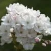 Japanse Sierkers Als Struik (Prunus Serrulata 'Amanogawa') 7 Japanse Sierkers Als Struik (Prunus Serrulata 'Amanogawa') -Planten Verkoopwinkel prunus amanogawa zuilsierkersv01