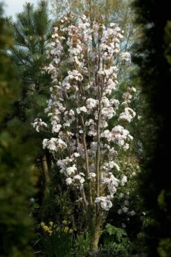 Japanse Sierkers Als Zuilboom (Prunus Serrulata 'Amanogawa') -Planten Verkoopwinkel prunus amanogawav03 4