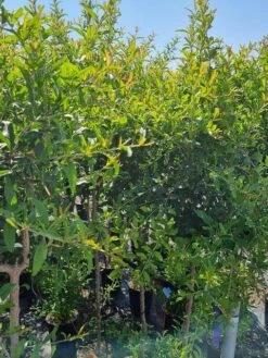 Abrikoos Als Halfstam (Prunus Armeniaca 'Antonio Errani') -Planten Verkoopwinkel prunus armeniaca antonio errani 2 1 2