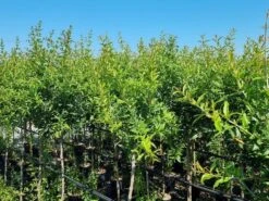 Abrikoos Als Halfstam (Prunus Armeniaca 'Antonio Errani') -Planten Verkoopwinkel prunus armeniaca antonio errani 3 1 2