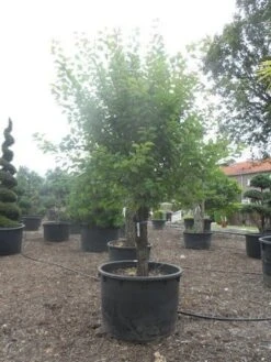 Abrikozenboom (Prunus Armeniaca) -Planten Verkoopwinkel prunus armeniaca halfstam c750