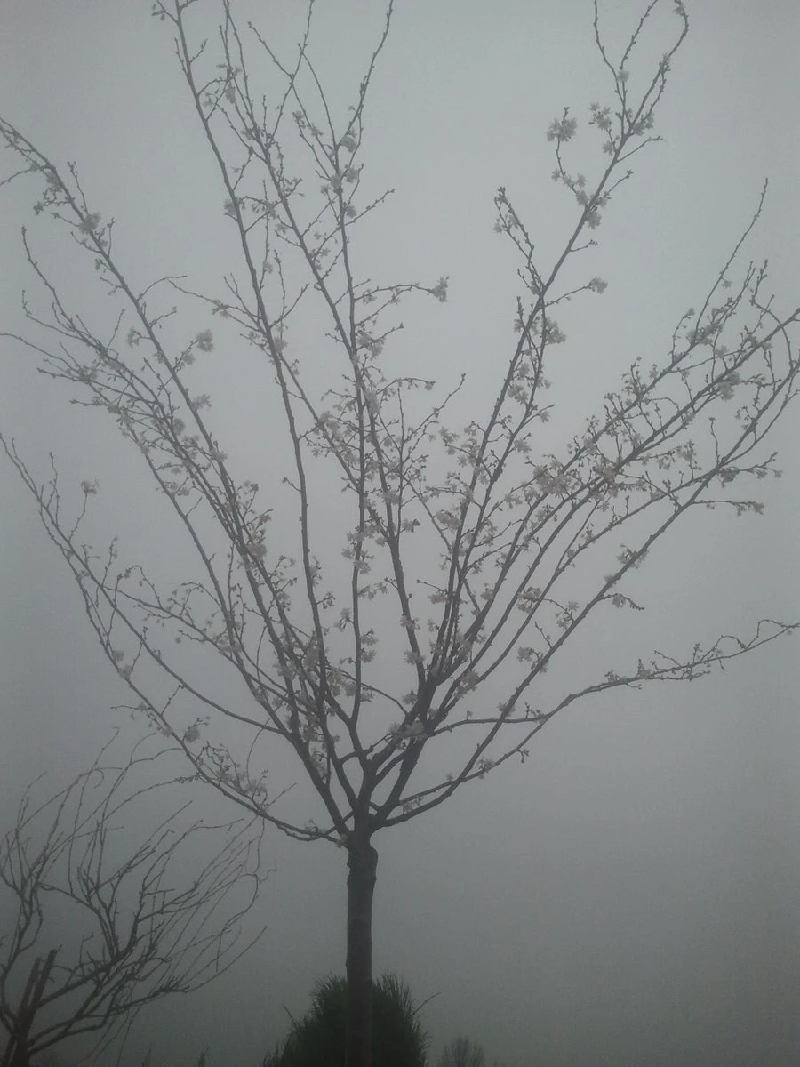 Japanse Sierkers (Prunus Subhirtella 'Autumnalis') 3 Japanse Sierkers (Prunus Subhirtella 'Autumnalis') - Afbeelding 3