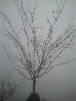 Japanse Sierkers (Prunus Subhirtella 'Autumnalis') -Planten Verkoopwinkel prunus autumnalis 2