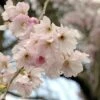 Roze Winterkers (Prunus Subhirtella 'Autumnalis Rosea') -Planten Verkoopwinkel prunus autumnalis01 1
