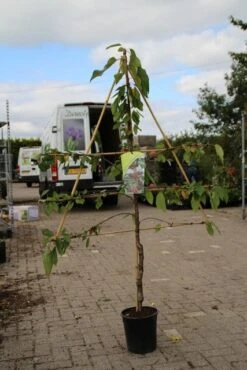 Lei-kers (Prunus Avium 'Hedelfinger Riesenkirsche') -Planten Verkoopwinkel prunus avium hedelfinger riesenkirschen 1