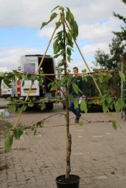 Lei-kers (Prunus Avium 'Hedelfinger Riesenkirsche') -Planten Verkoopwinkel prunus avium hedelfinger riesenkirschen 2 1