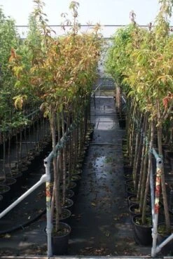 Kersenboom (Prunus Avium 'Viola') -Planten Verkoopwinkel prunus avium stam