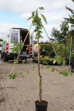 Kersenboom (Prunus Avium 'Stella') -Planten Verkoopwinkel prunus avium stella