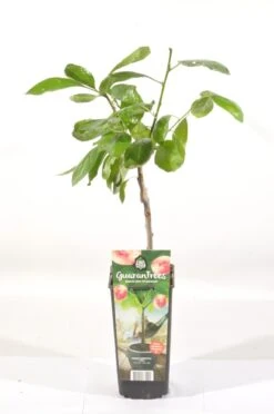 Pruimenboom (Prunus Domestica 'Opal') -Planten Verkoopwinkel prunus dom. opal rp2l pruim vroeg zoet paars 2