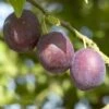 Pruimenboom (Prunus Domestica 'Anna Spath') -Planten Verkoopwinkel prunus domestica anna spaeth 1