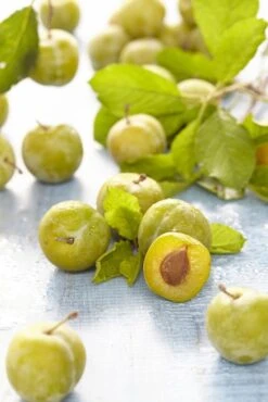 Lei-Pruim (Prunus Domestica 'Ontario')