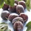 Pruimenboom (Prunus Domestica 'Voyageur') -Planten Verkoopwinkel prunus domestica voyageur