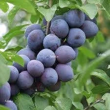 Lei-Pruim (Prunus Domestica 'Hauszwetsche')