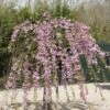 Japanse Treursierkers (Prunus Serrulata 'Kiku-shidare') -Planten Verkoopwinkel prunus kiku shidare zakura 1