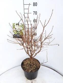 Sierkers (Prunus Incisa 'Kojou-no-mai') -Planten Verkoopwinkel prunus kojou no mai 60 70 cm c10 v01 1