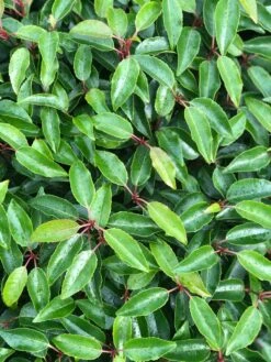 Portugese Laurier Als Grote Bolvorm (Prunus Lusitanica 'Angustifolia') 11 Portugese Laurier Als Grote Bolvorm (Prunus Lusitanica 'Angustifolia') -Planten Verkoopwinkel prunus l. angustifolia blad 1