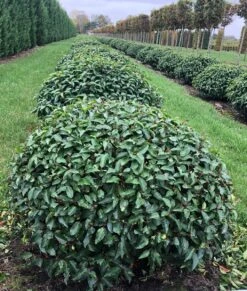 Portugese Laurier Als Grote Bolvorm (Prunus Lusitanica 'Angustifolia') -Planten Verkoopwinkel prunus l. angustifolia bol 2