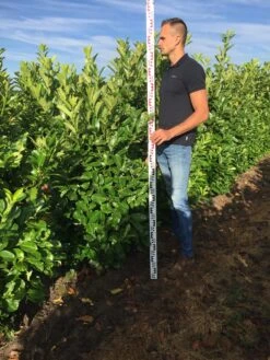 Grote Laurierkers (Prunus Laurocerasus 'Rotundifolia') -Planten Verkoopwinkel prunus l rot 150175